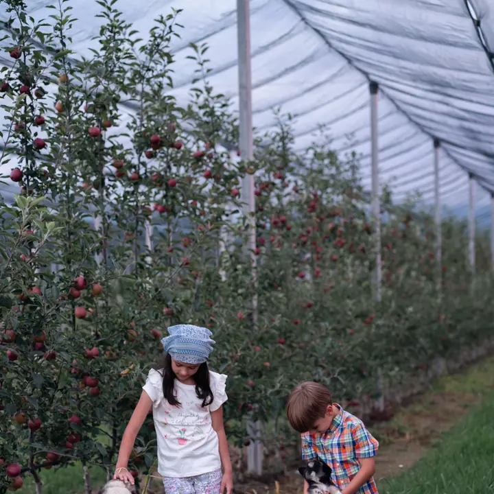 Copii în livada Fructul Bucovinei